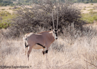 https://www.maraexpeditions.com/3-days-in-samburu-national-reserve/
