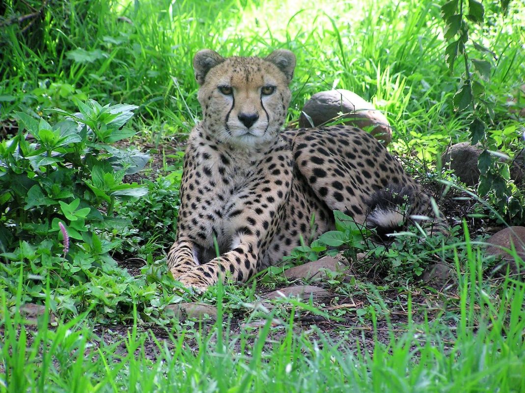 Guided through by locals: Cheetah