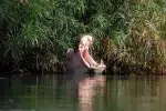 Hippo at Mzima springs