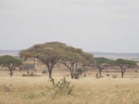 https://www.maraexpeditions.com/taita-hills-2/