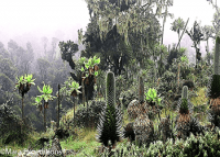 https://www.maraexpeditions.com/rwenzori-4/