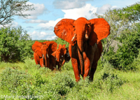 https://www.maraexpeditions.com/tsavo-red-elephants/